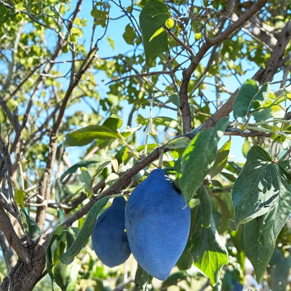 Long John European Plum Tree – Prunus domestica Live Fruit Tree | Includes Nursery Pot Sweet Freestone Prune Plum | Unique Elongated Purple Fruit | Backyard Orchard Favorite