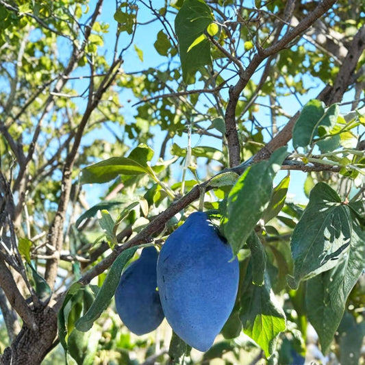 Long John European Plum Tree – Prunus domestica Live Fruit Tree | Includes Nursery Pot Sweet Freestone Prune Plum | Unique Elongated Purple Fruit | Backyard Orchard Favorite