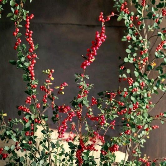 Coral Berry Live Plant – 1 Gallon Fully Rooted Shrub | Native Groundcover | Pink-Purple Berries | Shade & Woodland Garden Plant