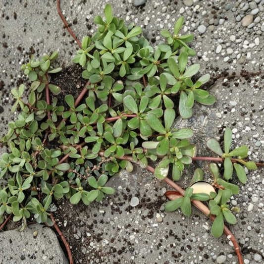 Purslane Cuttings – 5 Live Unrooted Cuttings | 6 Inches Long | Edible Herb | Organic Garden Starter | Easy to Grow