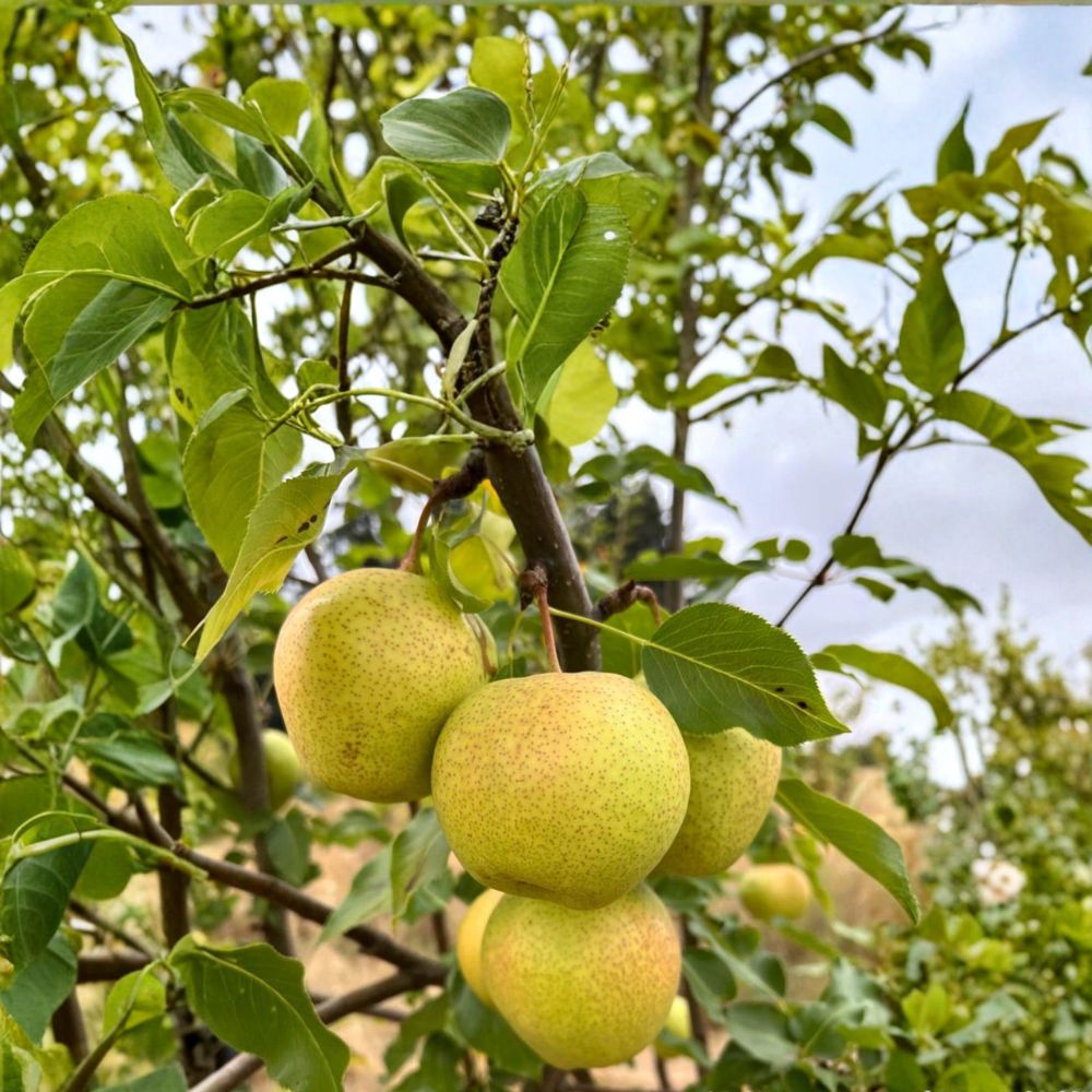 Emerald Crisp Asian Pear Tree – Pyrus pyrifolia Live Bare Root Tree | 32–36 Inches Tall | Early Sweet Crispy Pear Variety | Juicy Asian Pear Fruit Tree