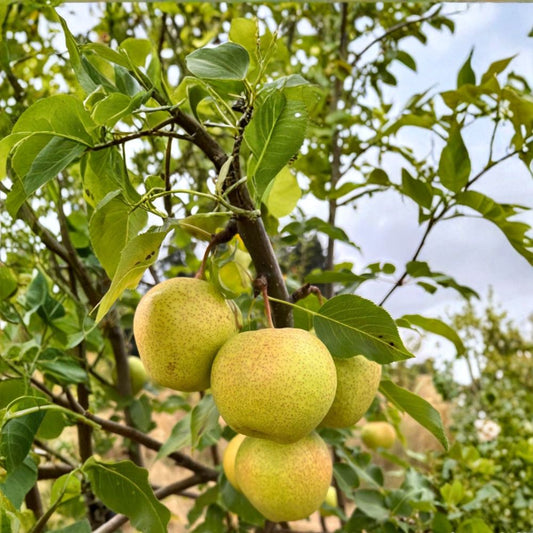 Emerald Crisp Asian Pear Tree – Pyrus pyrifolia Live Bare Root Tree | 32–36 Inches Tall | Early Sweet Crispy Pear Variety | Juicy Asian Pear Fruit Tree