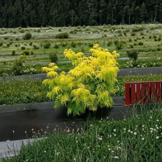 Lemony Lace Elderberry – Sambucus Live Shrub Plant | 6–12 Inches Tall | 4 Inch Pot | Golden Green Lace Foliage | White Spring Flowers | Hardy Garden Shrub