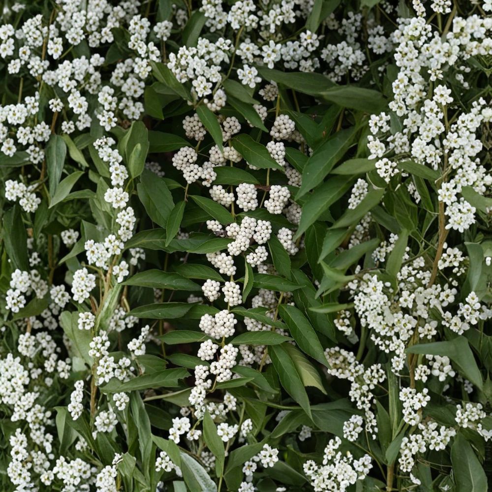 White American Beautyberry – Callicarpa americana var. lactea Live Cuttings | 3 Fresh Cuttings | White Berry Shrub | Native Edible Plant | Easy to Propagate