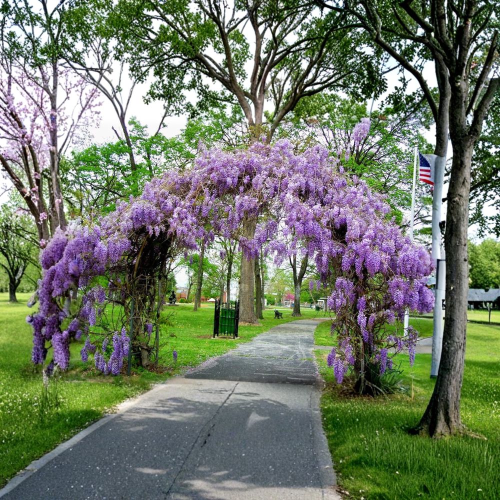 Amethyst Falls Wisteria Vine – Wisteria frutescens Live Starter Plant | Native Flowering Vine | Fragrant Purple Blooms | Easy to Grow