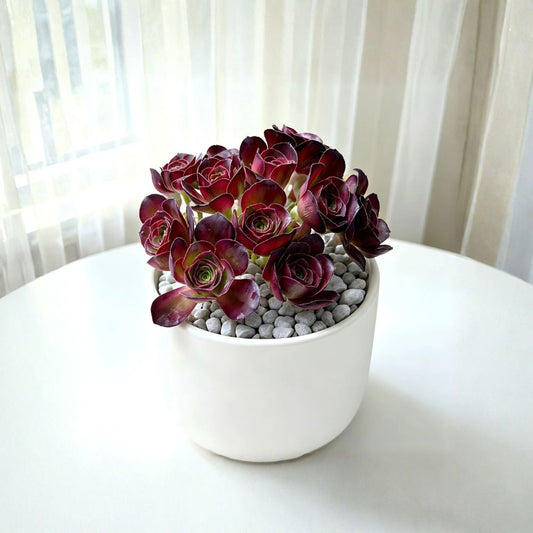 Echeveria 'Nafu' Live Succulent | Rare Succulent Plant 3–3.5 Inches | Bare Root Colorful Rosette | Easy Care Houseplant | Collector Gift