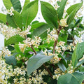 Sweet Osmanthus ‘Semperflorens’ – Fragrant Tea Olive Tree | Year-Round Blooming Osmanthus | One Gallon Plant