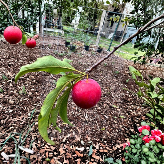 Scarlet Beauty Plum Tree – Fresh Grafting Cuttings | Set of 5 | Unrooted Plum Scion Wood | Fruit Tree Propagation