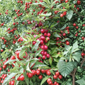Cherry Myrobalan Plum Tree – Live Rooted Edible Plum Tree | Flowering Fruit Tree | Self-Pollinating | Zones 4–8