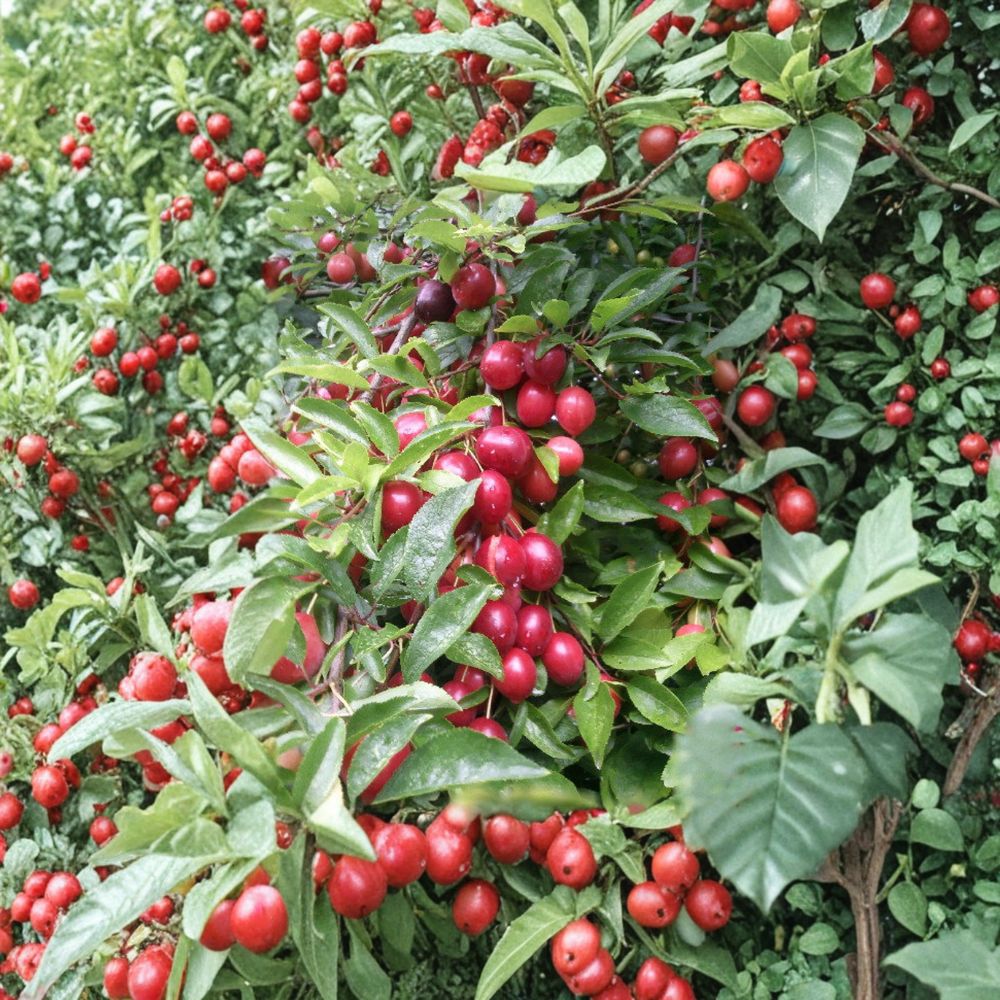 Cherry Myrobalan Plum Tree – Live Rooted Edible Plum Tree | Flowering Fruit Tree | Self-Pollinating | Zones 4–8