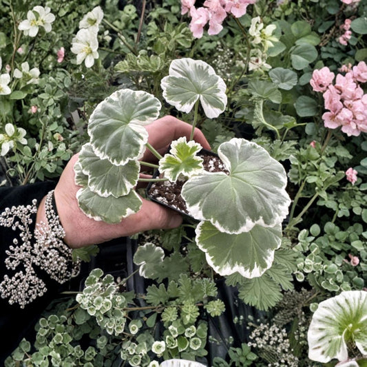 Wilhelm Langguth Geranium – Fancy Leaf Pelargonium Live Plant | Variegated White Foliage | Double Red Blooms | Patio & Container Friendly
