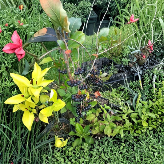 Viking Aronia Berry Plant – Live Rooted Starter Plant | Aronia melanocarpa | Self-Pollinating Fruit Shrub | Zones 3–8 | Easy to Grow