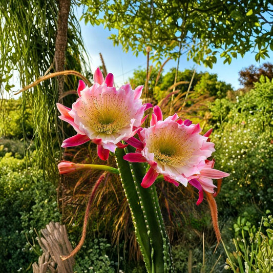 Peruvian Apple Cactus – Cereus repandus Live Rooted Plant | Bare Root | Queen of the Night Blooming Cactus | White & Rosy Pink Flowers