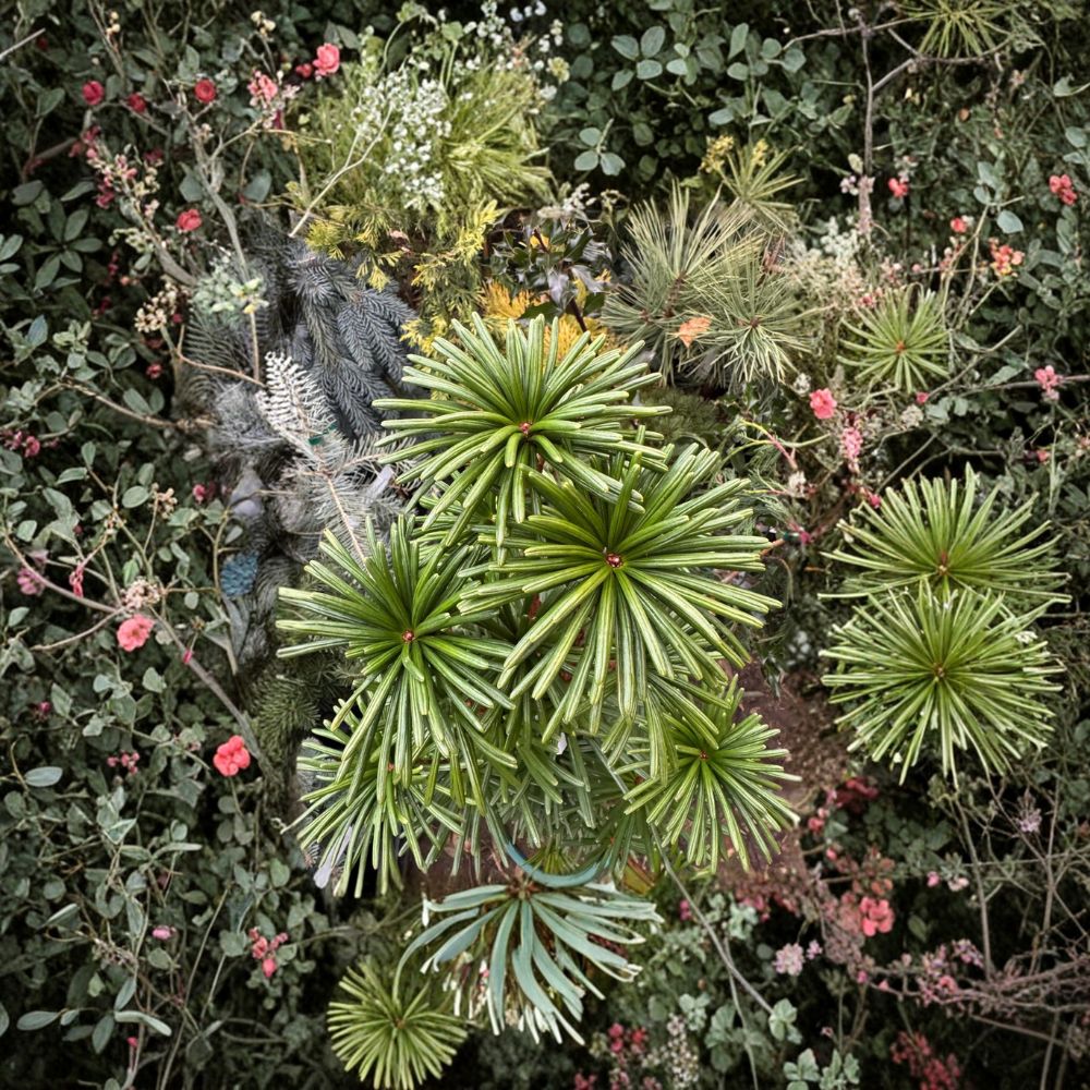 Green Star Japanese Umbrella Pine – Live Evergreen Conifer | 2 Gallon Pot Plant | Sciadopitys verticillata | Compact Specimen Landscape Tree
