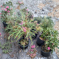 Spider Azalea – Rhododendron stenopetalum | Rare Evergreen Azalea | Pink Spider-Like Blooms | #1 Container Plant