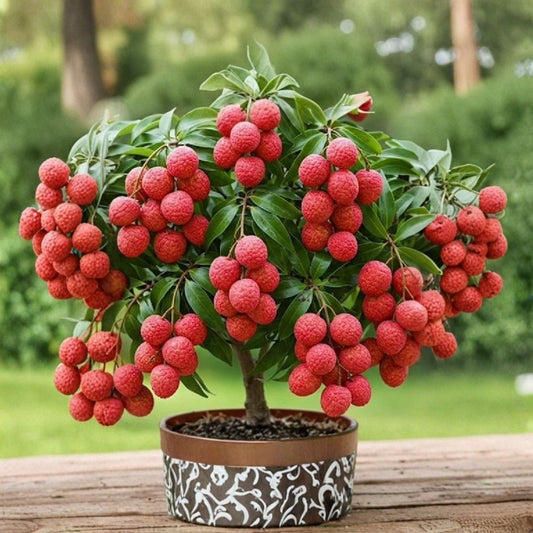 Lychee Tree Live Plant – 1 Year Old | 5+ Inch Well Rooted Litchi Seedling | Tropical Fruit Tree | Sweetheart Lychee | Semi Bare Root