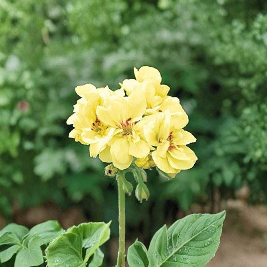 Yellow Geranium Seeds – 10 Pack | Pelargonium Flower Seeds | Bright Bloom Garden Plants | Easy to Grow