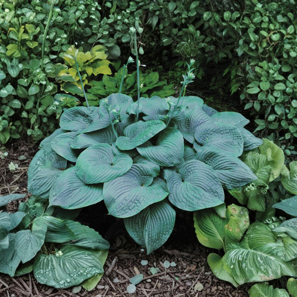 Humpback Whale Hosta – Live Bare Root Giant Hosta | 3 Inch Starter Plant | Blue Green Shade Perennial | Massive Landscape Foliage Plant