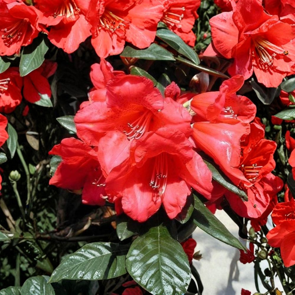 Rhododendron ‘Fred Peste’ Live Evergreen Shrub | Red Bell Shaped Blooms | Compact Hardy Rhododendron | #1 Container Grown
