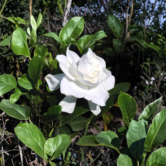 Heirloom Gardenia Plants – Gardenia jasminoides | 3 Live Starter Plants 6" Tall | Fragrant White Cape Jasmine | Bare Root Shrubs