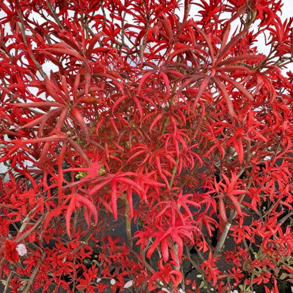 Acer palmatum ‘Peve Starfish’ Live Japanese Maple | Rare Starfish Leaf Tree | Red Dwarf Ornamental Maple | #3 Container Grown | 20–30 Inches Tall