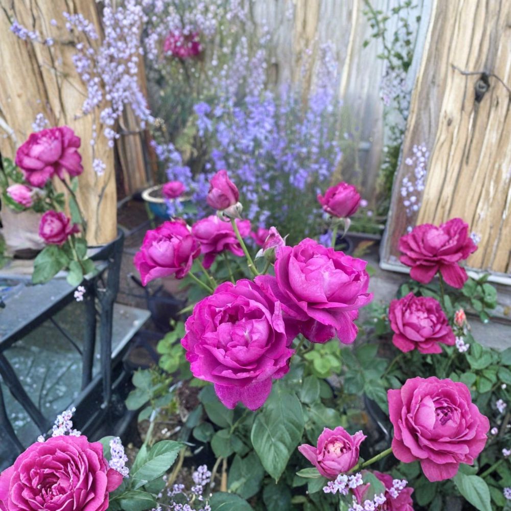 Heirloom Hybrid Tea Rose – Own Root Live Rose Plant | Mauve Lavender Purple Blooms | Fragrant Repeat Bloomer | 10 Inch Starter