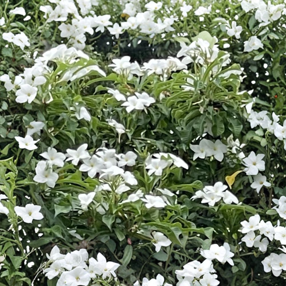 Bridal Bouquet Plumeria – Plumeria pudica Live Cuttings | 2 Cuttings 8–10 Inches | Unrooted Frangipani | White Flowering Tropical Plant | Easy to Propagate
