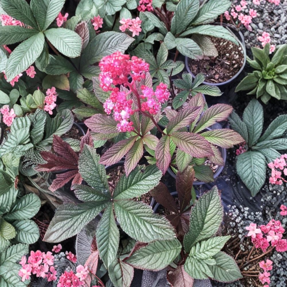 Rodgersia 'Bronze Peacock' – Live Starter Plant | Well Rooted in 2.5 x 3.5 Inch Pot | Shade Loving Perennial | FREE SHIPPING