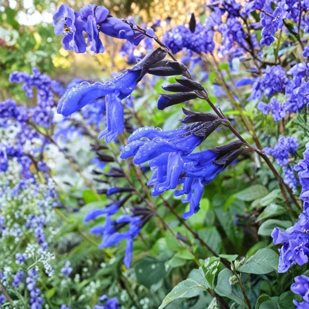 Salvia 'Black and Blue' – Salvia guaranitica Live Starter Plant | 5–8 Inches Tall | Rooted in Nursery Pot | Heat-Tolerant Perennial | Pollinator Friendly