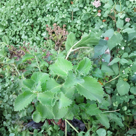 Cuban Oregano Edible Herb – 6 Live Unrooted Cuttings | 4+ Inches Long | Aromatic Culinary Herb | Easy to Root | Indoor & Outdoor Friendly