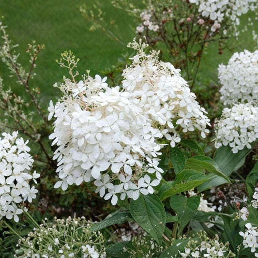Pink to White Hydrangea Live Plant Bush – Color Changing Flowering Shrub | 1 Year Old Outdoor Hydrangea | Pink & White Blooms | Garden & Patio Plant