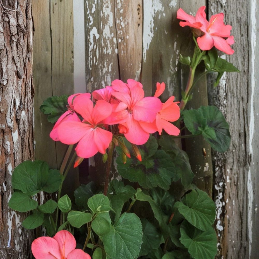 Orange Pink Zonal Geranium – Pelargonium Fresh Starter Cuttings | Set of 4 | 6 Inches Long | Coral Pink Flowering Plant | Easy to Grow