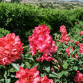 Kluis Sensation Rhododendron – Live Evergreen Shrub | 12–15 Inches Wide Field Grown Plant | Hardy to -5°F | Ruffled Red Pink Blooms | Compact Landscape Rhododendron