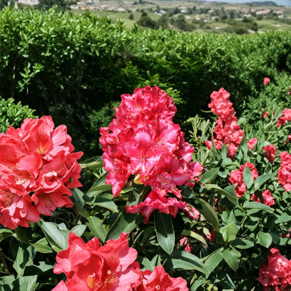 Kluis Sensation Rhododendron – Live Evergreen Shrub | 12–15 Inches Wide Field Grown Plant | Hardy to -5°F | Ruffled Red Pink Blooms | Compact Landscape Rhododendron