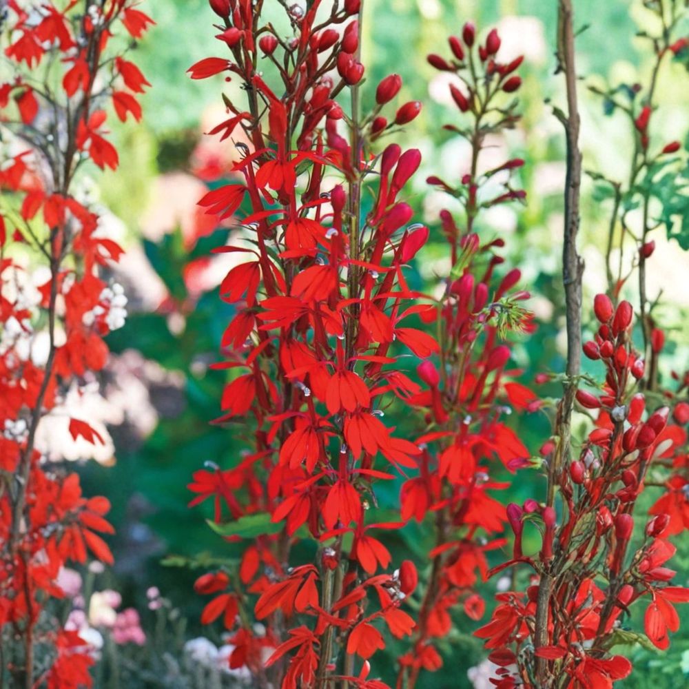 Red Cardinal Flower Roots – Lobelia cardinalis Bare Root | 5 Fresh Root Divisions | Scarlet Blooming Perennial | Deer Resistant | Easy to Grow