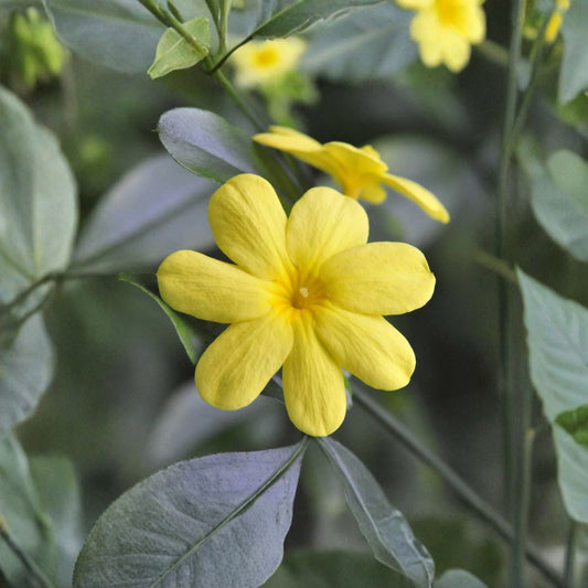 Primrose Jasmine – Jasminum mesnyi Live Plant | Yellow Fragrant Flowering Vine | 4 Inch Pot Starter | 8–12 Inch Rooted Plant | Garden & Patio Plant