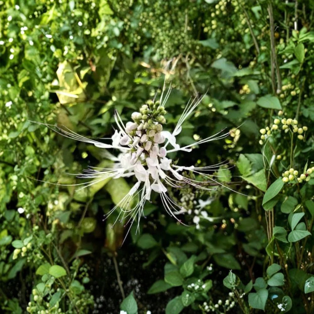 White Cat's Whiskers – Orthosiphon aristatus Live Rooted Plants | 2 Plants | 4–6 Inches Tall | Java Mint | Pollinator Friendly | Ships Without Pot