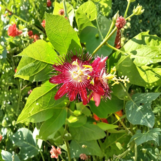 Lady Margaret Passion Flower – 4 Live Plants | Passiflora ‘Lady Margaret’ | 4–6 Inch Starter Vines | Raspberry Red Blooms | Tropical Flowering Vine | Ships Without Pots
