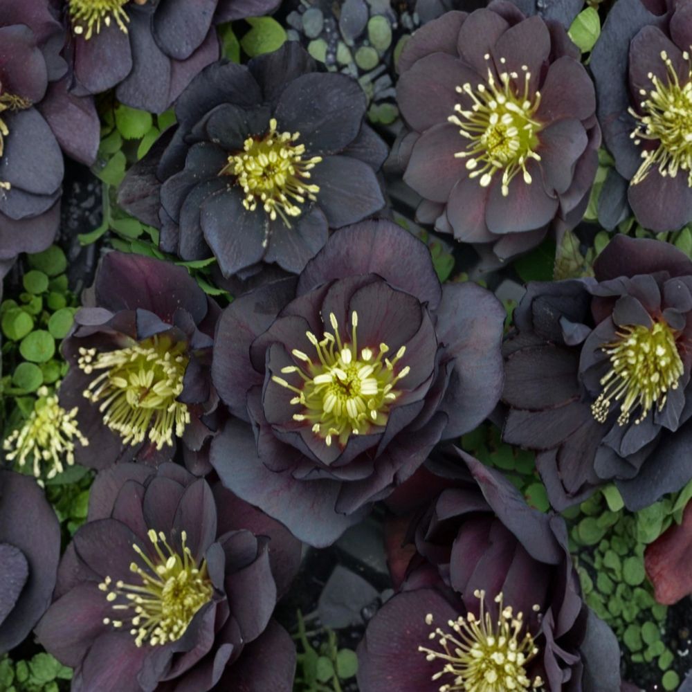 Hellebore 'Dark and Handsome' Live Plant | Lenten Rose | Well Rooted 5.25 Inch Pot | Double Black Purple Blooms | Shade Perennial