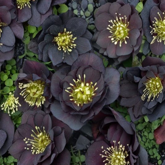 Hellebore 'Dark and Handsome' Live Plant | Lenten Rose | Well Rooted 5.25 Inch Pot | Double Black Purple Blooms | Shade Perennial