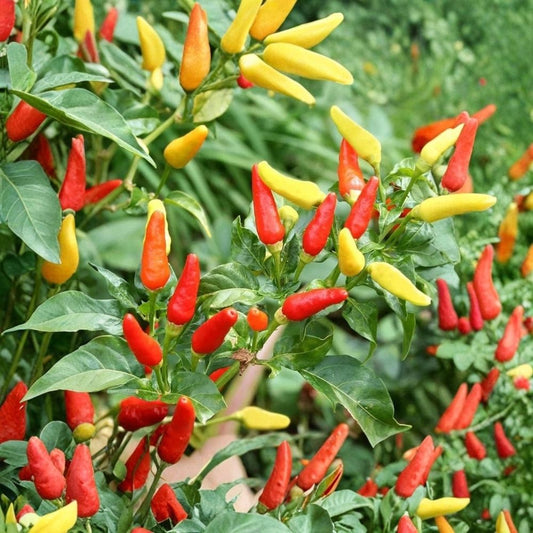 Tabasco Pepper Live Plant – 2 Seedlings in 1 Pot | Capsicum frutescens | Hot Chili Pepper Plant | Edible Pepper | Container Garden | Ships in Pot