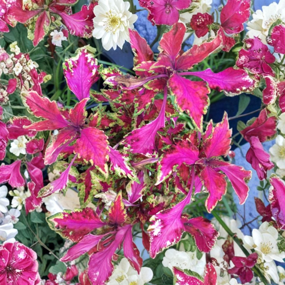 Set of 3 Carnival Coleus Live Plants | 3–5 Inches Tall | Vibrant Multicolor Foliage | Bare Root Starter Plants | Shade Garden & Container Friendly | Easy to Grow