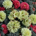 Windsong Rhododendron – Live Evergreen Shrub | #3 Container Plant | Hardy to 0°F | Yellow Wavy Blooms with Red Accents | Award Winning Landscape Rhododendron