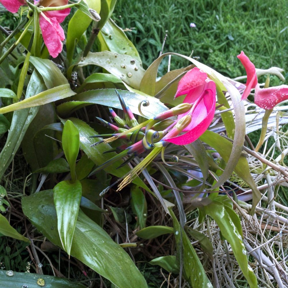 Queen's Tears Bromeliad – Billbergia nutans Live Rooted Offset | 8 Inches Tall | Bare Root | Easy Tropical Houseplant | Collector Bromeliad