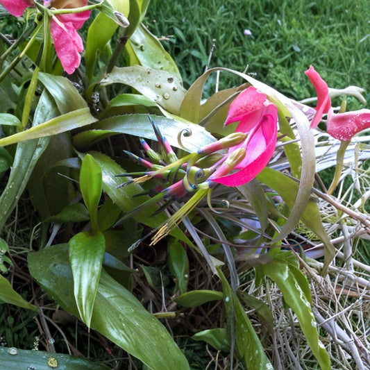 Queen's Tears Bromeliad – Billbergia nutans Live Rooted Offset | 8 Inches Tall | Bare Root | Easy Tropical Houseplant | Collector Bromeliad