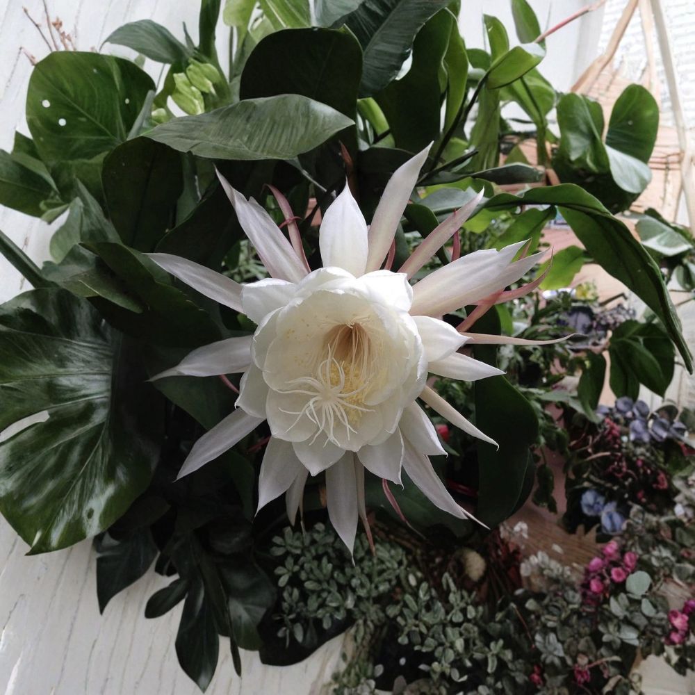 Queen of the Night Orchid Cactus – Epiphyllum oxypetalum Well Rooted Live Plant | Rare Night Blooming Cactus | Bare Root | Easy to Grow