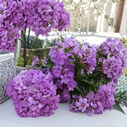 Garlic Vine – Live Plant | 6–8 Inches Tall | Purple Trumpet Flowers | Spring & Fall Blooms | Tropical Flowering Vine | Trellis & Fence Plant | Starter Size