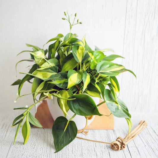 Philodendron Brasil Live Plant Cuttings – 5 Unrooted Vines | Heartleaf Philodendron | Variegated Indoor Houseplant | Easy Care Trailing Plant
