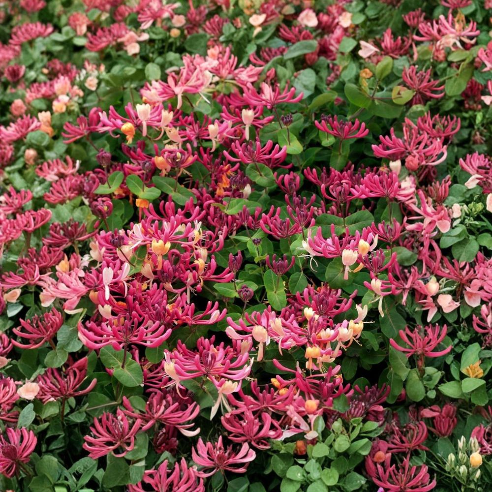 Peaches & Cream Honeysuckle – Lonicera periclymenum Live Rooted Starter Plant | Well Rooted | No Pot Included | Fragrant Climbing Vine | Hummingbird Friendly
