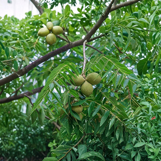 Black Walnut Tree – Juglans nigra Live Bare Root Plant | 12–24 Inches Tall | American Native Nut Tree | Easy to Grow